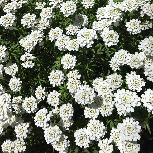 Hiya,this is me! And more... - Picture 5 of 6